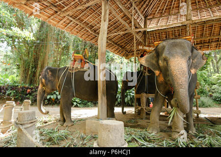 Gli elefanti addomesticati con sella pilota in Thailandia. Foto Stock