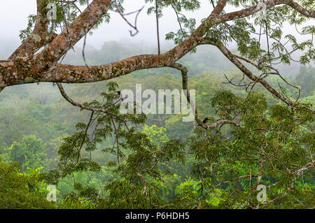 La foresta pluviale amazzonica nella nebbia visto da una piattaforma di osservazione in una Ceiba tree con due molti-nastrare Aracari (Pteroglossus pluricinctus), Yasuni NP. Foto Stock