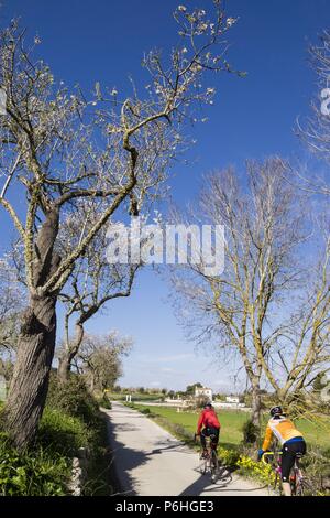 Cicloturismo, Camino Viejo de Porreres, Montuiri, Mallorca. Islas Baleares, España, Europa. Foto Stock