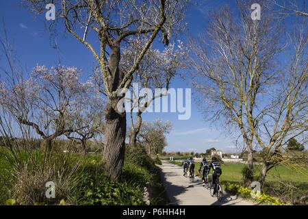 Cicloturismo, Camino Viejo de Porreres, Montuiri, Mallorca. Islas Baleares, España, Europa. Foto Stock