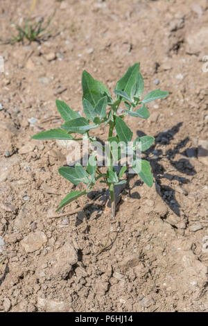 Young Plant / Seedling of Fat-Hen / Chenopodium album. Dimensioni ridotte (6-7 cm) probabilmente più a causa della mancanza di acqua che essere pianta giovane. Pianta commestibile. Foto Stock