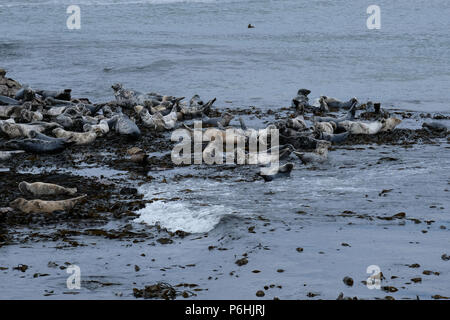 Vista generale del Ravenscar colonia di foche in appoggio sulle rocce e in attesa della marea. Foto Stock