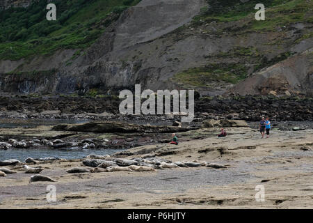 Due persone nella distanza guarda il wild guarnizioni sul rocka a Ravenscar spiaggia vicino a Scarborough, North Yorkshire costa. Foto Stock