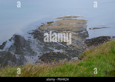 Vista generale del Ravenscar colonia di foche in appoggio sulle rocce e in attesa della marea. Foto Stock