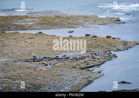 Vista generale del Ravenscar colonia di foche in appoggio sulle rocce e in attesa della marea. Foto Stock