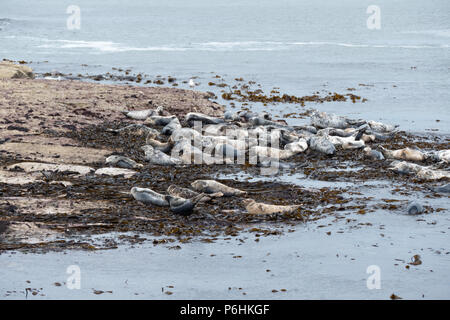 Vista generale del Ravenscar colonia di foche in appoggio sulle rocce e in attesa della marea. Foto Stock