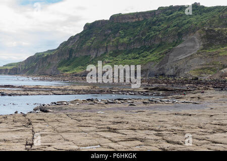 Vista generale del Ravenscar colonia di foche in appoggio sulle rocce e in attesa della marea. Foto Stock