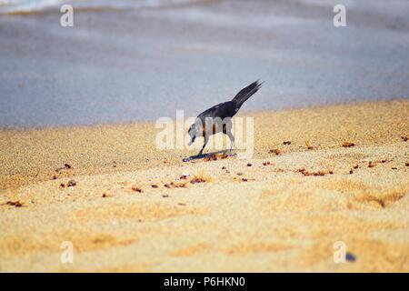 Grande-tailed Grackle mangiare gli uccelli alati Drone maschio Leafcutter formiche, morendo sulla spiaggia dopo il volo di accoppiamento con la regina in Puerto Vallarta Messico. Scientif Foto Stock