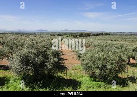 Olivos, Sierra de los Golondrinos, Estremadura, Spagna, Europa. Foto Stock