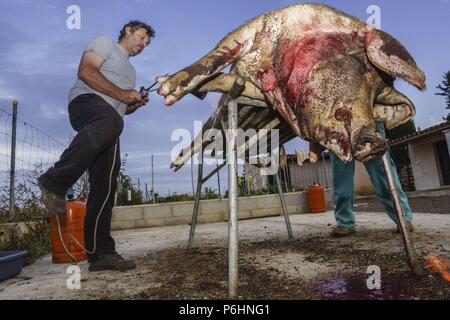 Limpieza del animale, tradicional matanza del cerdo, llucmajor,Mallorca, Islas Baleares, Spagna. Foto Stock