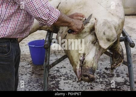 Limpieza del animale, tradicional matanza del cerdo, llucmajor,Mallorca, Islas Baleares, Spagna. Foto Stock