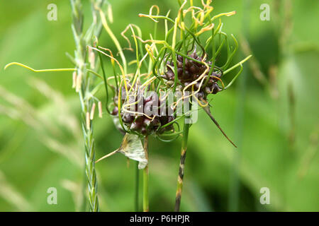 Aglio selvatico di bulbilli Foto Stock