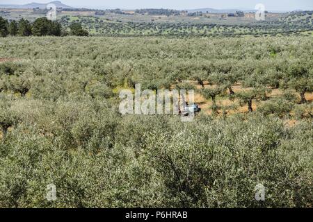 Olivos, Sierra de los Golondrinos, Estremadura, Spagna, Europa. Foto Stock