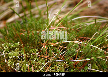 Piccole piante che crescono in Tinovul Mohoş, una torba alpina in Romania Foto Stock