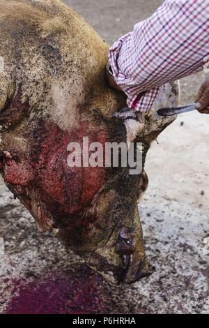 Limpieza del animale, tradicional matanza del cerdo, llucmajor,Mallorca, Islas Baleares, Spagna. Foto Stock