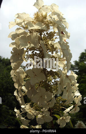 Hydrangea Paniculata in fiore Foto Stock