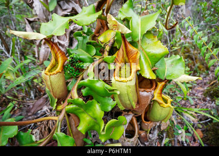 Veitch la pianta brocca (Nepenthes veitchii) a Maliau Basin Area di Conservazione di Sabah Borneo Malese Foto Stock