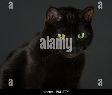 Gatto nero seduta con un fondo di colore grigio scuro Foto Stock