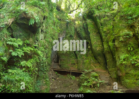 Passi, noto come Jacobs scaletta che porta giù in Finnich Glen, a Killearn, Scotland, Regno Unito Foto Stock