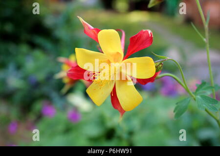 Aquilegia skinneri Tequila Sunrise o Columbine o della nonna fioritura del cofano rosso luminoso a rame-rosso, arancione con il giallo oro centro fiore sul buio Foto Stock