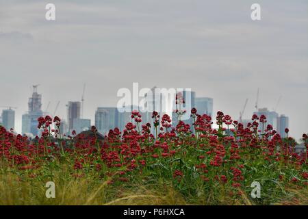 Il Canary Wharf skyline come si vede dal Royal Borough of Greenwich, London, Regno Unito Foto Stock