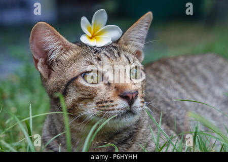 Carino tabby cat con Plumeria fiore sulla sua testa seduto in erba, ritratto. Foto Stock