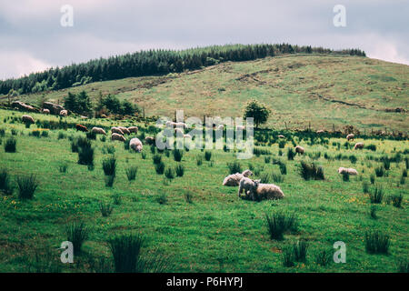 Pecore sulla Scenic campi di Black Valley nella contea di Kerry, Irlanda Foto Stock