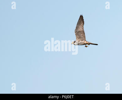 Un Hobby (Falco Subbuteo®) con un drogonfly nella sua talons ", Warwickshire Foto Stock