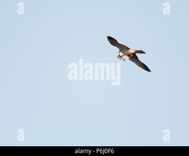 Un Hobby (Falco Subbuteo®) alimentazione su una libellula in volo, Warwickshire Foto Stock