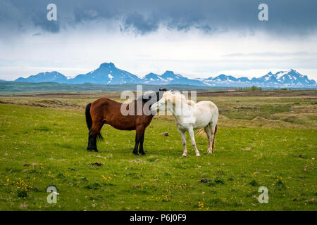 Amorevole cavalli islandesi Foto Stock