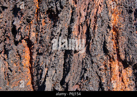 La corteccia nera insolitamente profonda del Mugga Ironbark o l'albero rosso di Ironbark (Eucalyptus sideroxylon), un nativo dell'Australia orientale Foto Stock