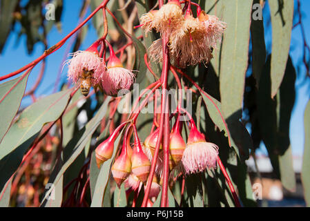 Foglie verdi lunghe e sottili e infiorescenza fioritura del Mugga Ironbar o Red Ironbark albero (Eucalyptus sideroxylon), un nativo dell'Australia orientale Foto Stock