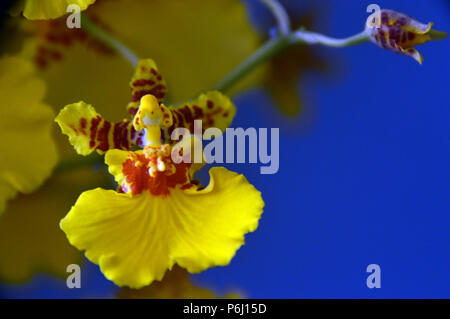 Orchidea Gialla Oncidium (danza Ladies o farfalla Orchid) su sfondo blu cresciute come Houseplant in Lancashire, England Regno Unito Foto Stock