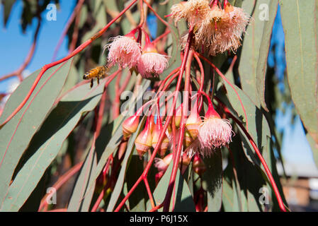 Foglie verdi lunghe e sottili e infiorescenza fioritura del Mugga Ironbar o Red Ironbark albero (Eucalyptus sideroxylon), un nativo dell'Australia orientale Foto Stock