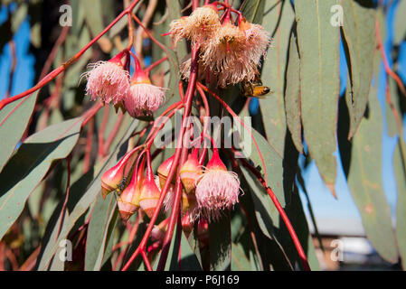 Foglie verdi lunghe e sottili e infiorescenza fioritura del Mugga Ironbar o Red Ironbark albero (Eucalyptus sideroxylon), un nativo dell'Australia orientale Foto Stock