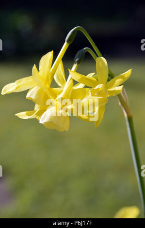 Un multi-testa Narciso giallo "Hawera' Narcisi cresciuto in un paese di lingua inglese giardino, Lancashire, Inghilterra, Regno Unito Foto Stock