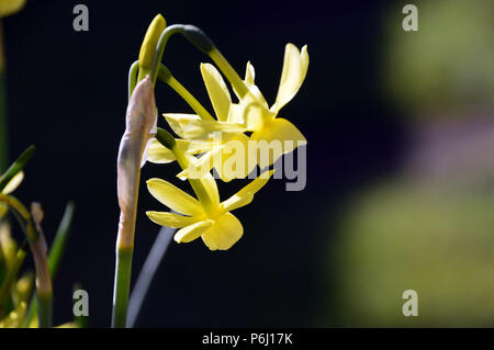 Un multi-testa Narciso giallo "Hawera' Narcisi cresciuto in un paese di lingua inglese giardino, Lancashire, Inghilterra, Regno Unito Foto Stock