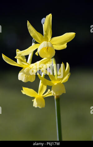 Un multi-testa Narciso giallo "Hawera' Narcisi cresciuto in un paese di lingua inglese giardino, Lancashire, Inghilterra, Regno Unito Foto Stock