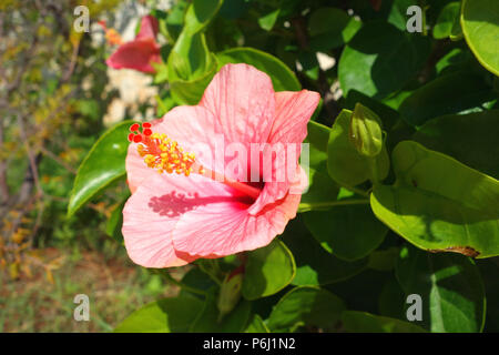 Ibisco rosa fiore 'Rosa-Sinensis' cresciuto sull'isola greca di Katelios, Cefalonia, Grecia, UE Foto Stock