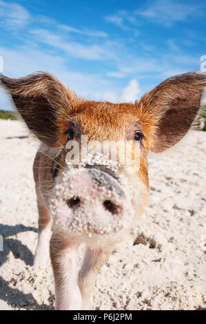 Curioso feral baby pig sulla spiaggia di sabbia di Exumas, Bahamas. Foto Stock