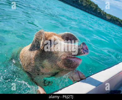 Grande piscina di suini selvatici controllo sui visitatori barche in Exumas, Bahamas. Foto Stock