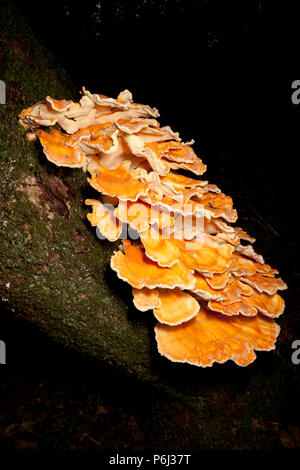 Pollo di boschi funghi, Laetiporus sulfurei, talvolta chiamato polypore zolfo trovato crescente nella nuova foresta in Hampshire England Regno Unito GB. Il c Foto Stock