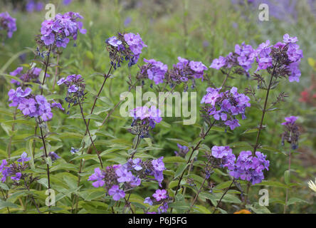 Phlox Paniculata ' Franz Schubert" Foto Stock