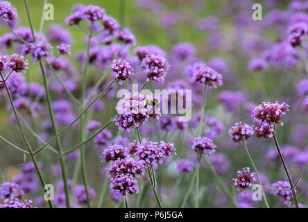 La verbena Bonarienis,vervain argentino Foto Stock