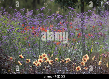 La verbena Bonarienis,vervain argentino Foto Stock