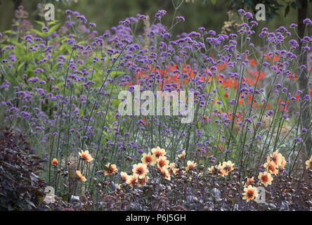 La verbena Bonarienis,vervain argentino Foto Stock