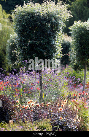 La verbena Bonarienis,vervain argentino Foto Stock