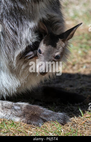 Stati Uniti d'America, Colorado, El Paso County, Colorado Springs, Cheyenne Mountain Zoo. Canguro con giovani joey nella sua custodia. (Prigioniero) Foto Stock