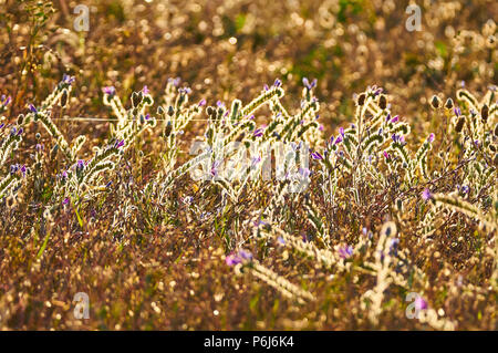 Campo fiorito pieno di sabbia Gloss di Viper (Echium sabulicola) fiori in primavera nel Parco Naturale di Ses Salines (Formentera, Isole Baleari, Spagna) Foto Stock