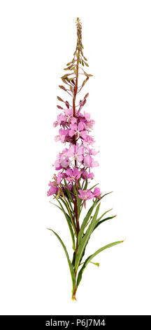 Ramo di un salice-tea isolato su uno sfondo bianco, sulla sua base in Russia il tè è fatta Foto Stock